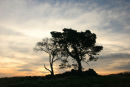 07-0219 Trees with Dawn Sky Loups Hill, Teesdale, County Durham